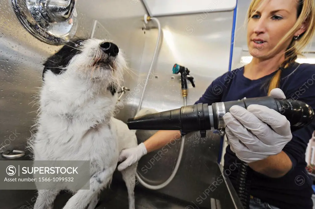 Woman blow drying terrier mix, Thousand Oaks, California, USA