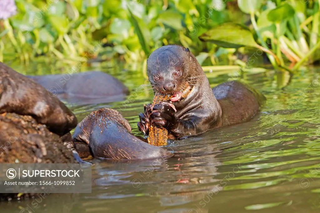 Brazil, Mato Grosso, Pantanal area, Giant Otter Pteronura brasiliensis.