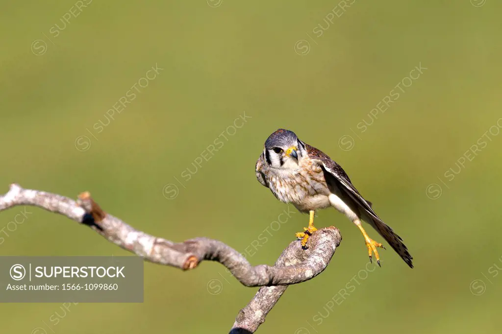 Brazil, Mato Grosso, Pantanal area, American Kestrel or Sparrow Hawk Falco sparverius