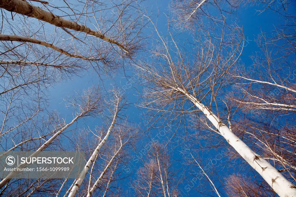 Canopy of birch forest in the White Mountain National Forest of New Hampshire USA