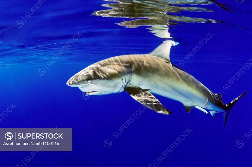 Galapagos shark, Carcharhinus galapagensis, feeding on bait fish, offshore, North Shore, Oahu, Hawaii, USA, Pacific Ocean
