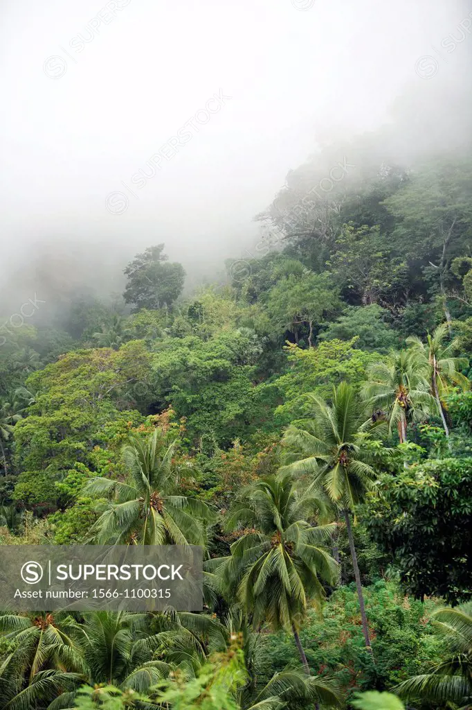 Mountain forest on Atauro Island  East Timor