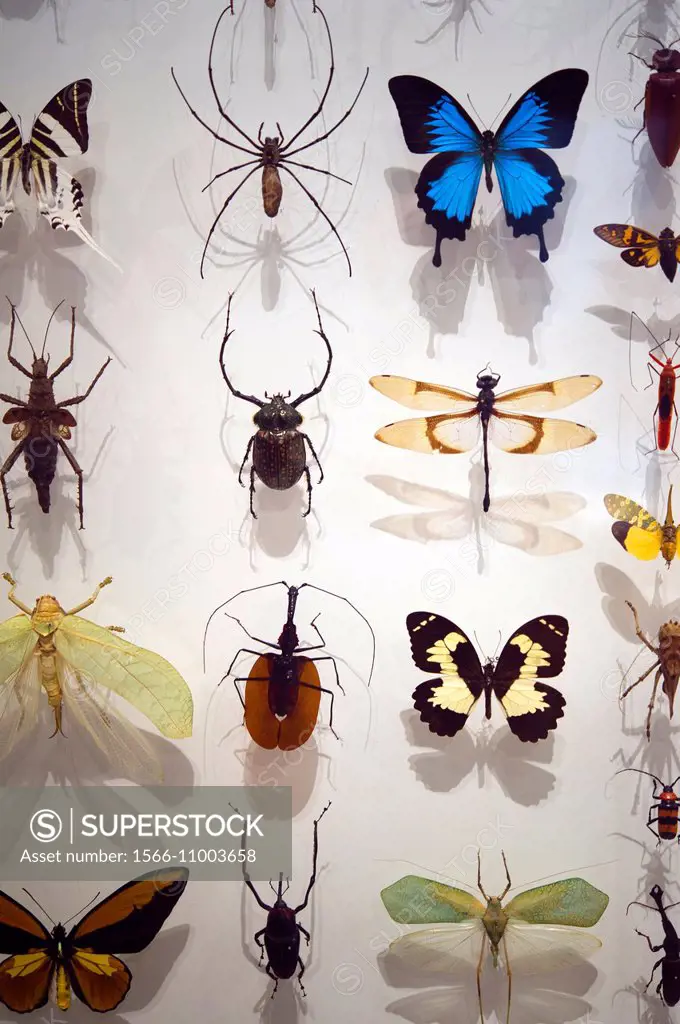 Insects collection at Royal Ontario Museum in Toronto.