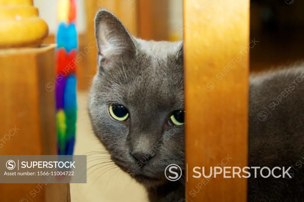 Gray tabby cat looking through balustrade with multicolored string toy.