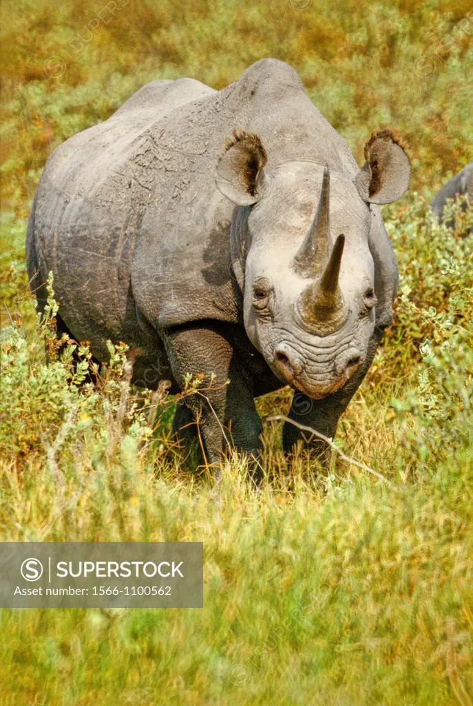 One of the few Rhinos at Massai Mara National Park