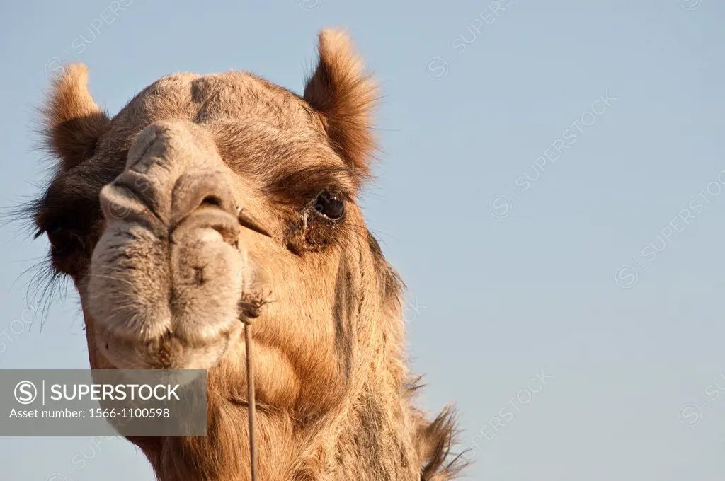 Close-up of camel´s face, Camel Fair, Pushkar, Rajasthan, India