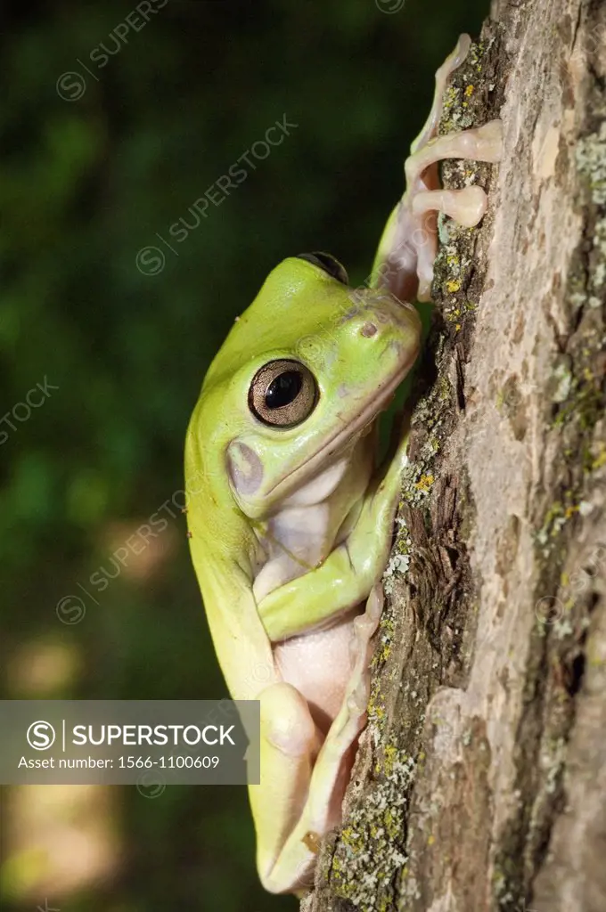 White´s Tree Frog, Litoria caerulea, is native to Australia and New Guinea, with introduced populations in New Zealand and USA