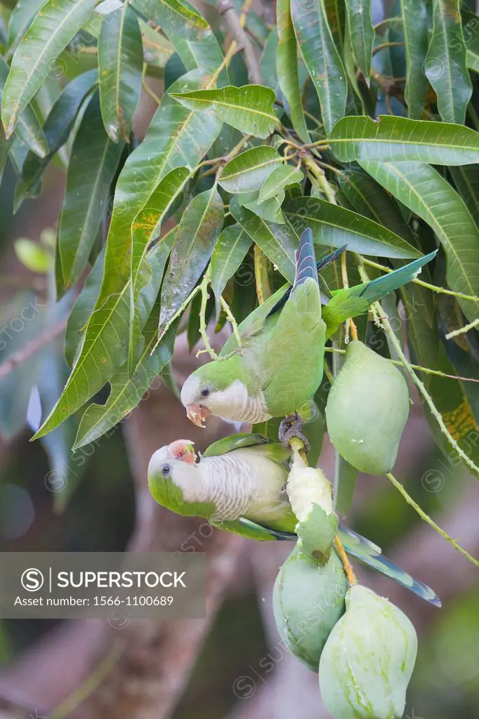 Brazil, Mato Grosso, Pantanal area, Monk Parakeet, also known as the Quaker Parrot, Myiopsitta monachus , adult, feeding on mango fruit.