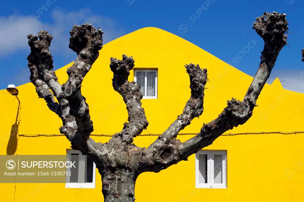 Azores San Miguel Island Portugal Plane Tree against yellow building