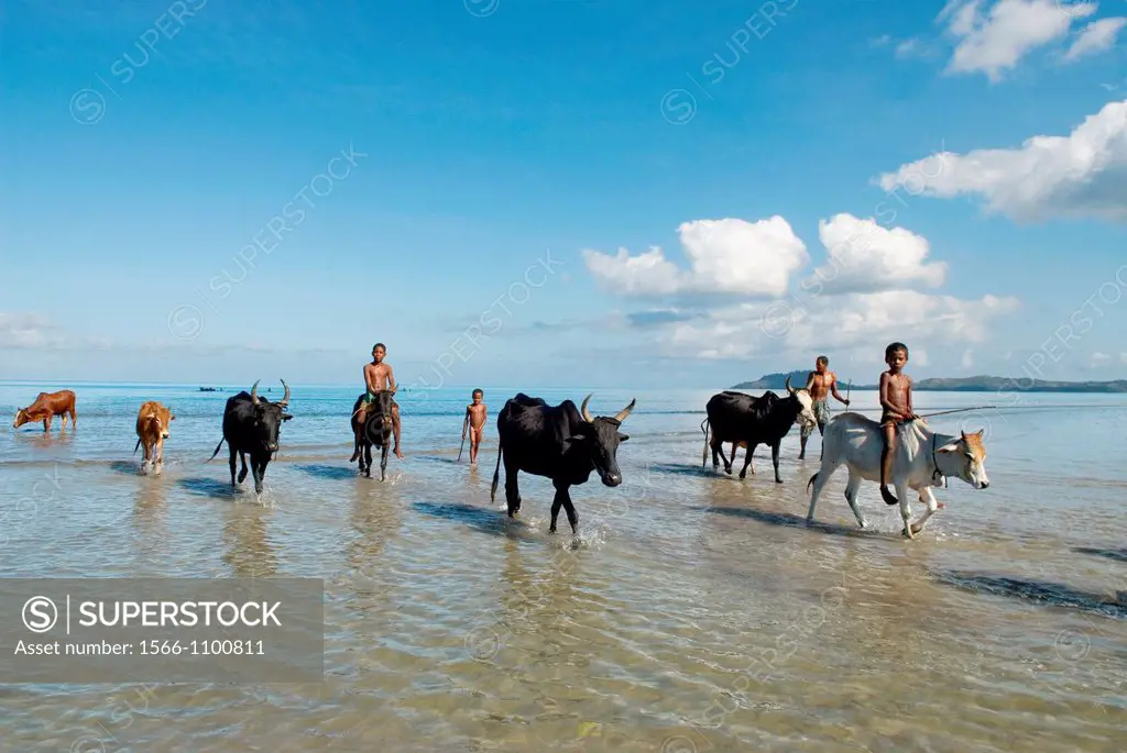herd of zebu are taken by kids into ocean for cleaning Nosy Be island, Republic of Madagascar, Indian Ocean