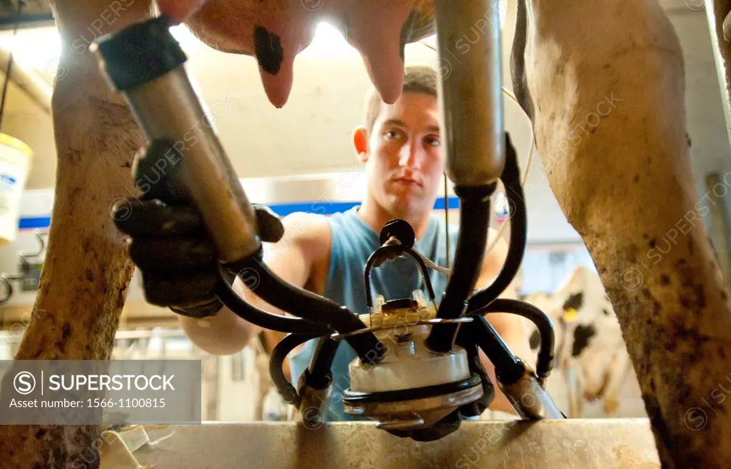 Dairy farmer attaching milking equipment to utters of a dairy cow
