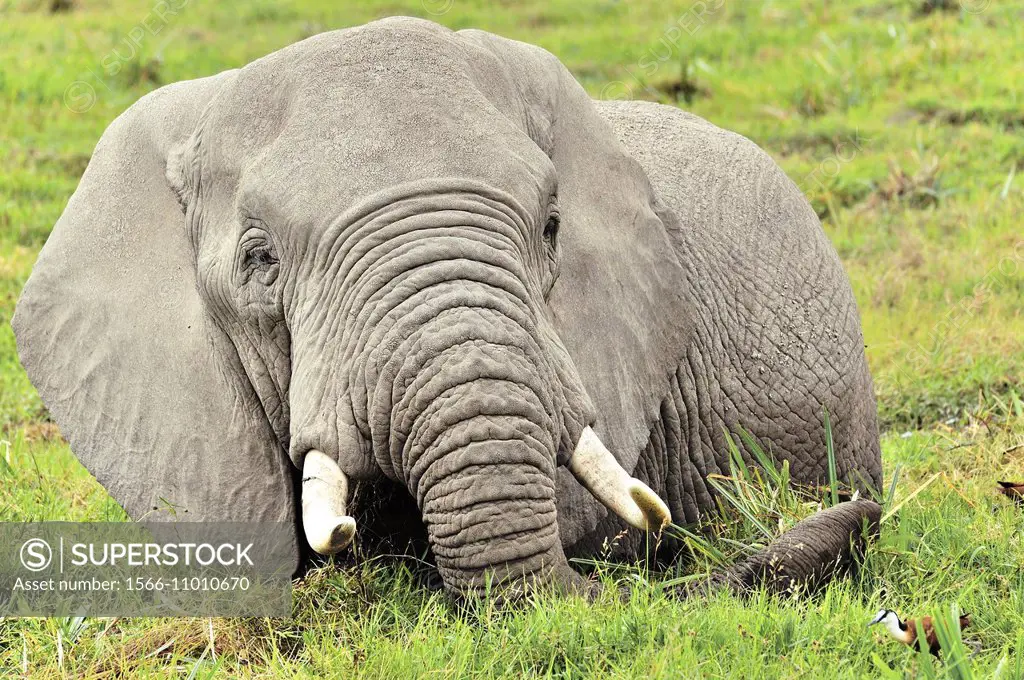 Elephants, Loxodonta africana, like the cooling of the swamps in Amboseli, Kenya.