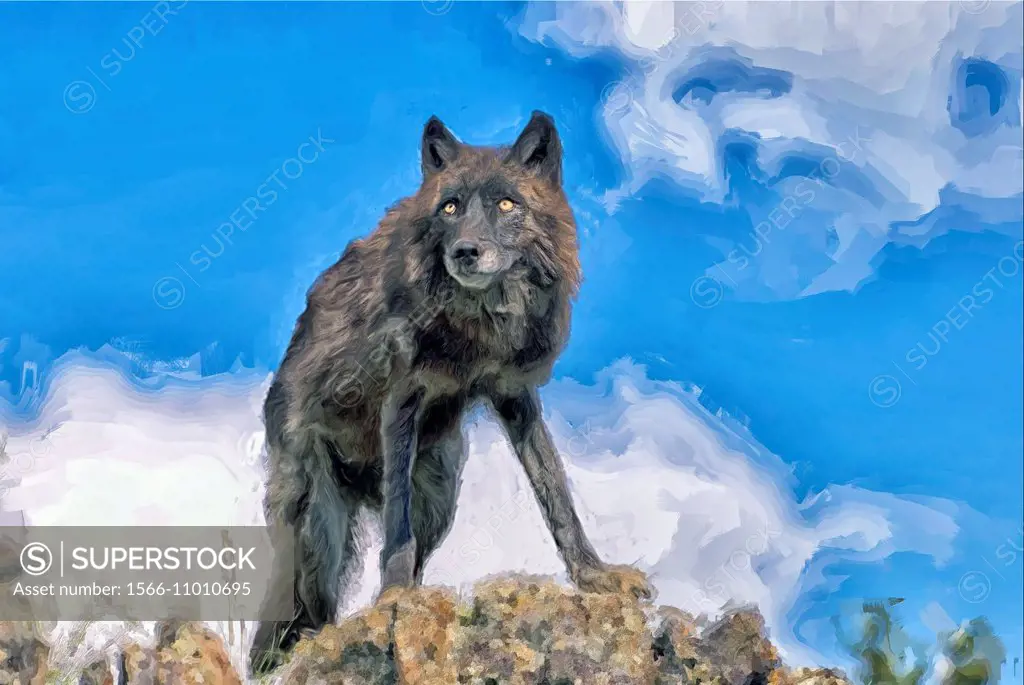 Black wolf on Montana ridge.