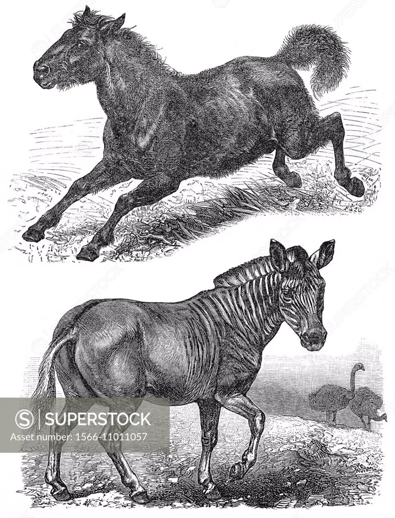 extinct animals, Quagga Equus quagga quagga, Tarpan Equus ferus ferus, historical graphic representation, 1896