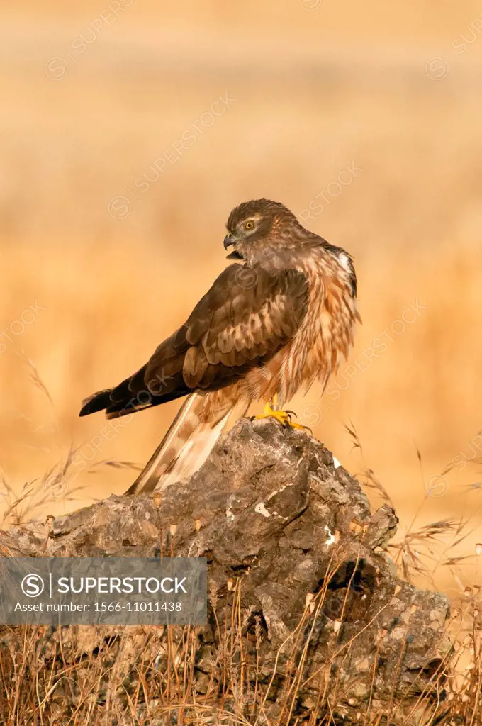 Circus pygargus female around her nest in the wheat field, Spain.