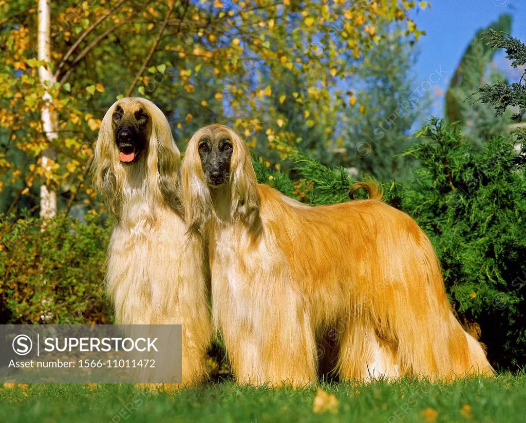 Afghan Hound, Dog standing on Lawn.