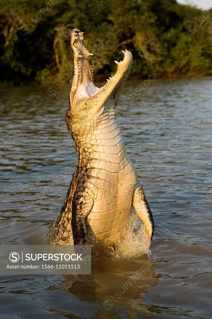 Spectacled Caiman, caiman crocodilus, emerging from River, Los Lianos in Venezuela.