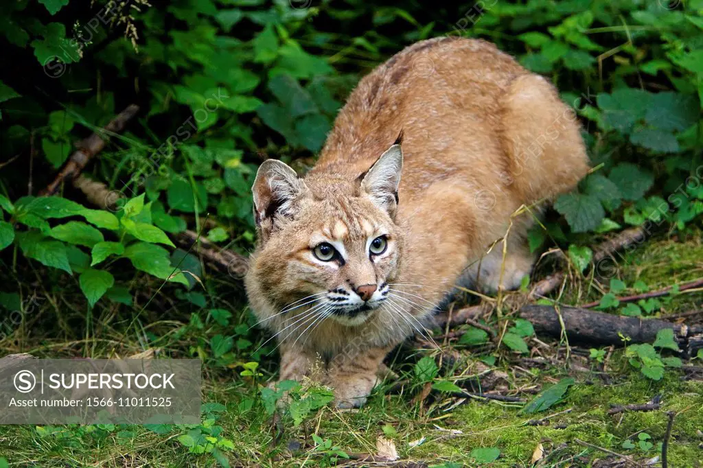 European Lynx, felis lynx.