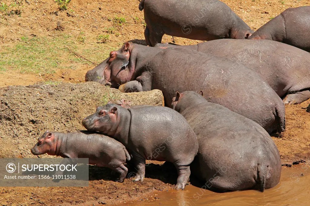 Hippopotamus, hippopotamus amphibius, Group sleeping near River, Masai Mara Park in Kenya.