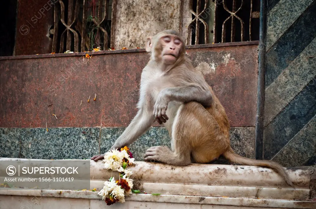 Monkeys at Bankey Bihari Temple, Vrindavan, Uttar Pradesh, India