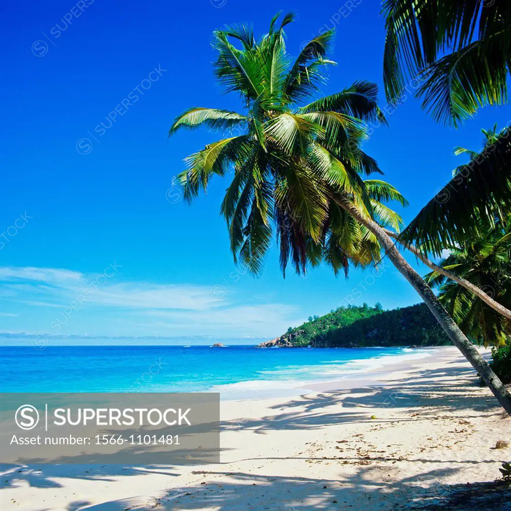 Beach with palm trees, Mahé island, Seychelles