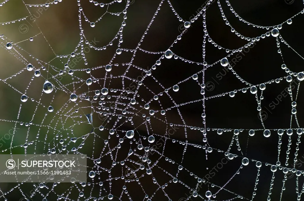 dew drops of water on spider web