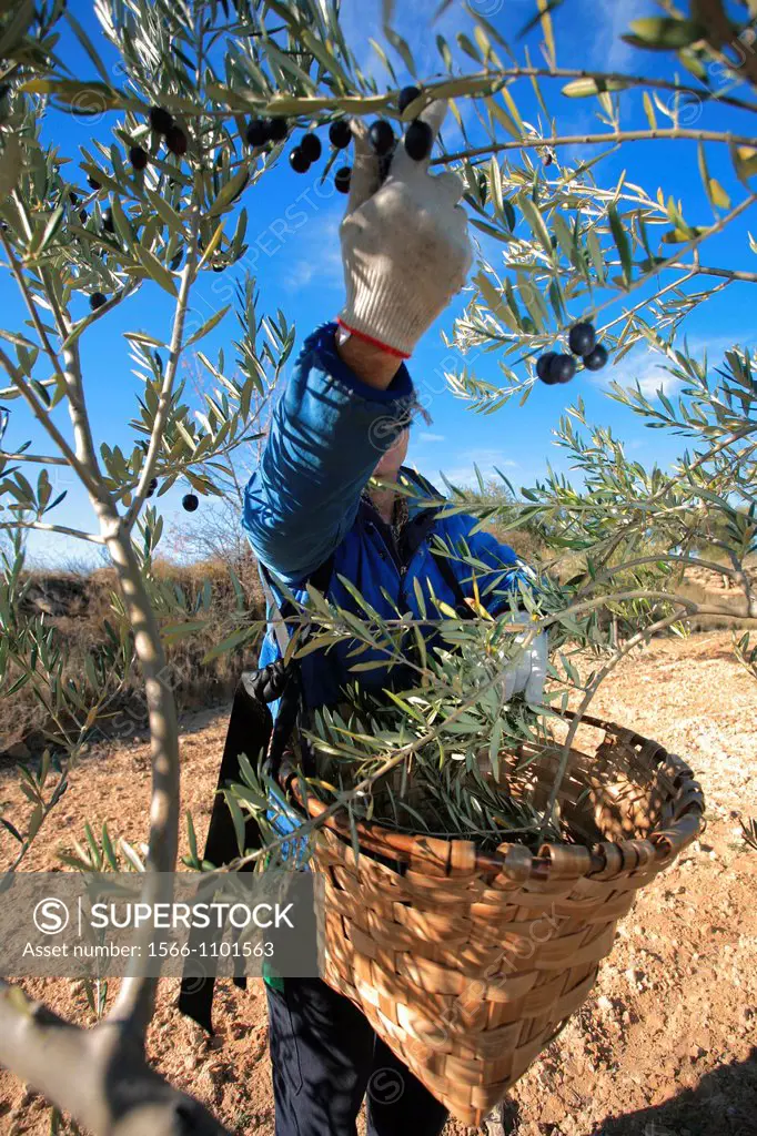 olive harvest, spain
