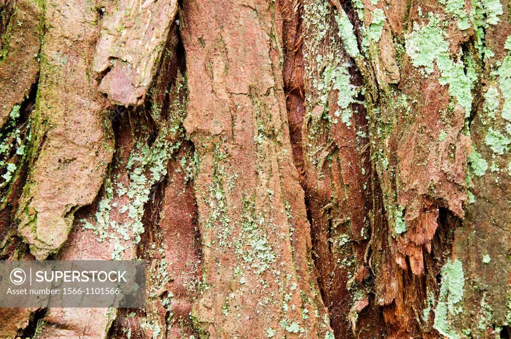 Bark of Western Red Cedar Thuja plicata  Nanaimo, British Columbia, Canada