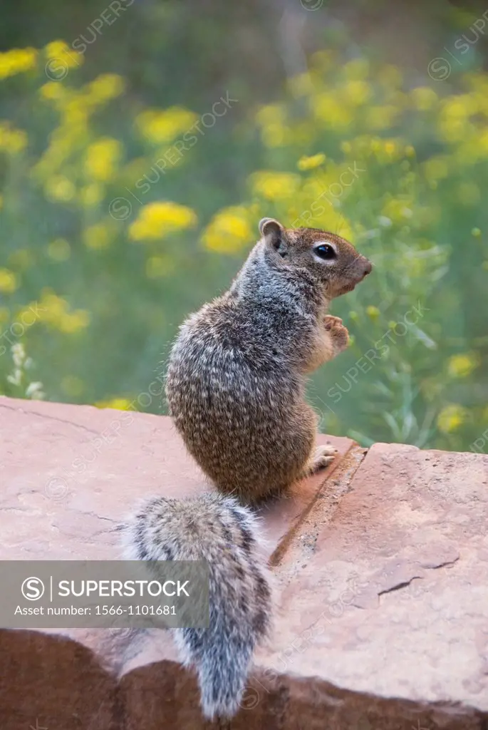 Rock Squirrel (Spermophilus variegatus), Zion National Park, Utah, USA