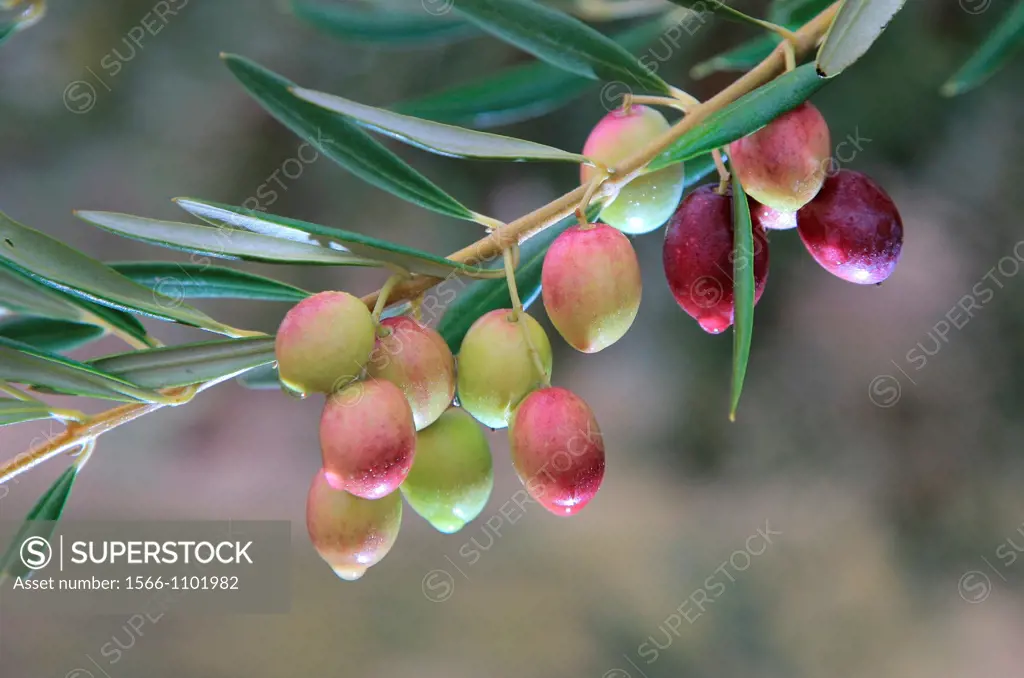 Cazalla olive trees, Andalucia, Spain