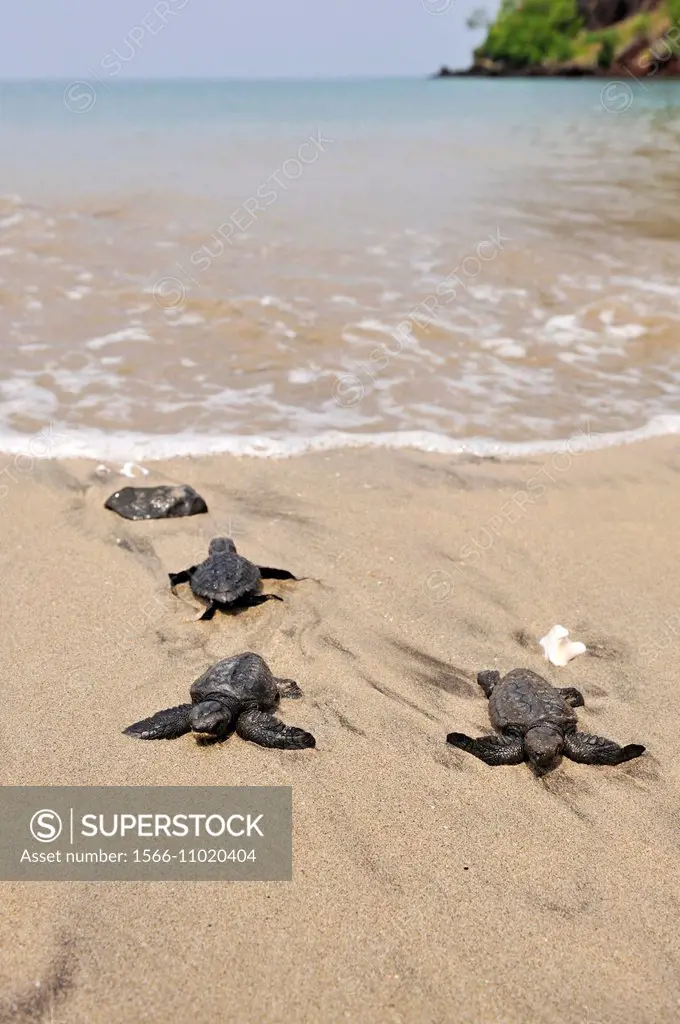 three olive ridley juvenile sea turtles moving into the ocean after being released from a conservation site Marapa at Morro Peixe, fishermen village o...