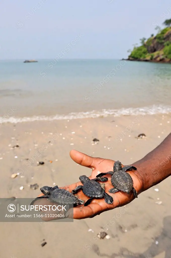 three olive ridley juvenile sea turtles ready to move into the ocean after being released from a conservation site Marapa at Morro Peixe, fishermen vi...