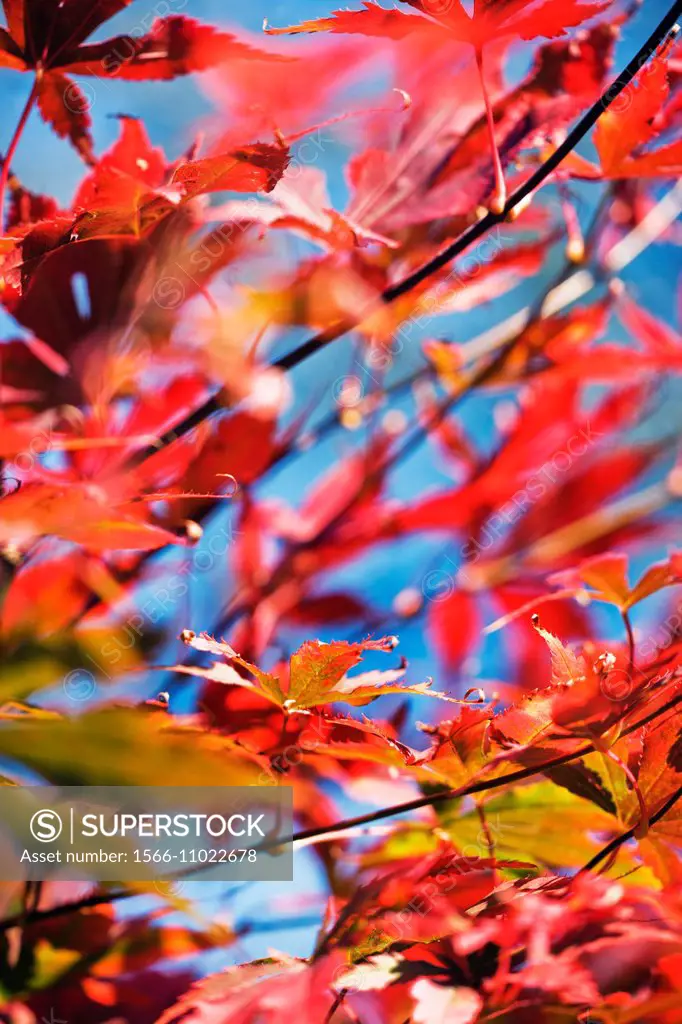 Acer palmatum, autumn, fall colours.