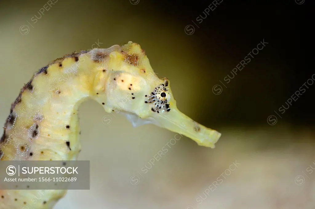 Portrait of a Long-snouted seahorse (Hippocampus sp.)
