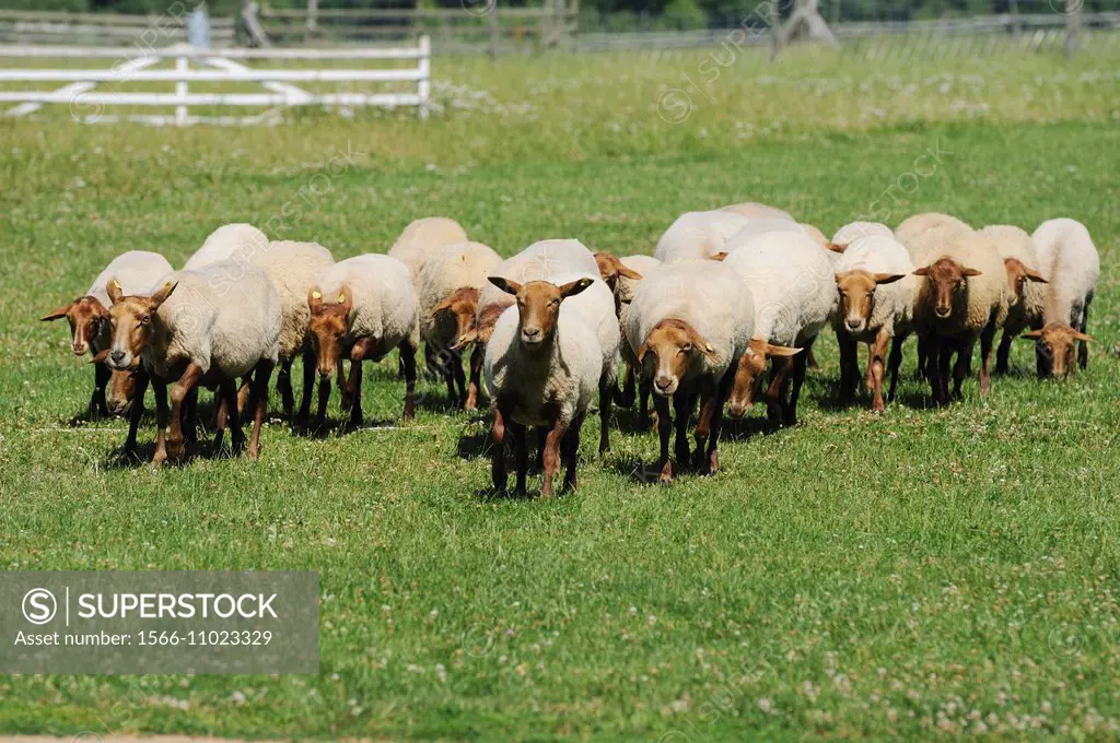 Sheep herd (Ovis orientalis aries) running on a meadow, Germany, Europe