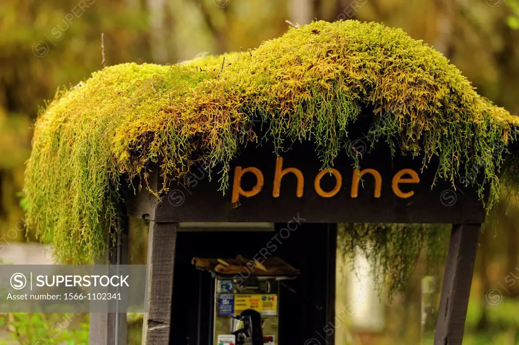 Epihytic mosses on a phone booth, Olympic NP Hoh Rainforest, Washington, USA