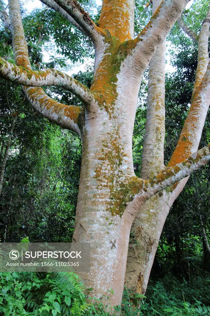 Tropical tree, asia