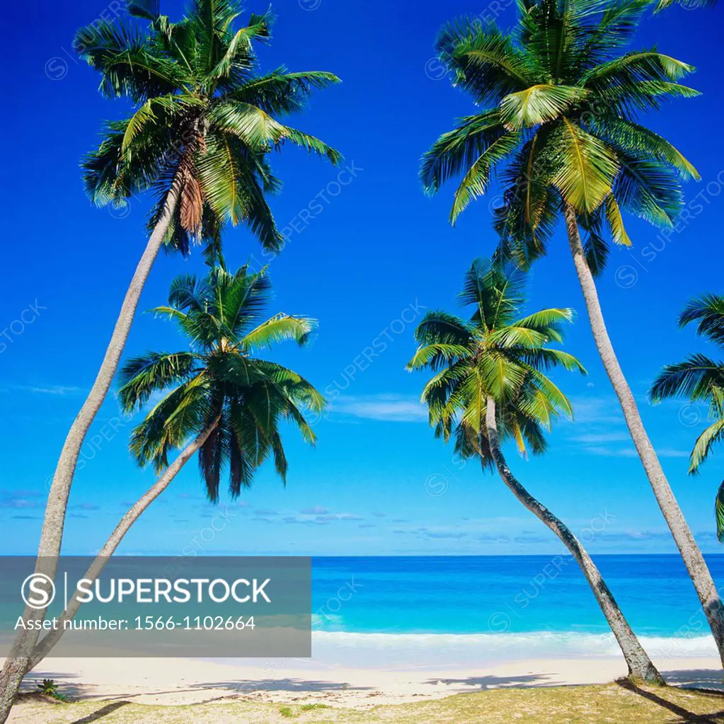 Beach with palm trees and sea, Mahé island, Seychelles