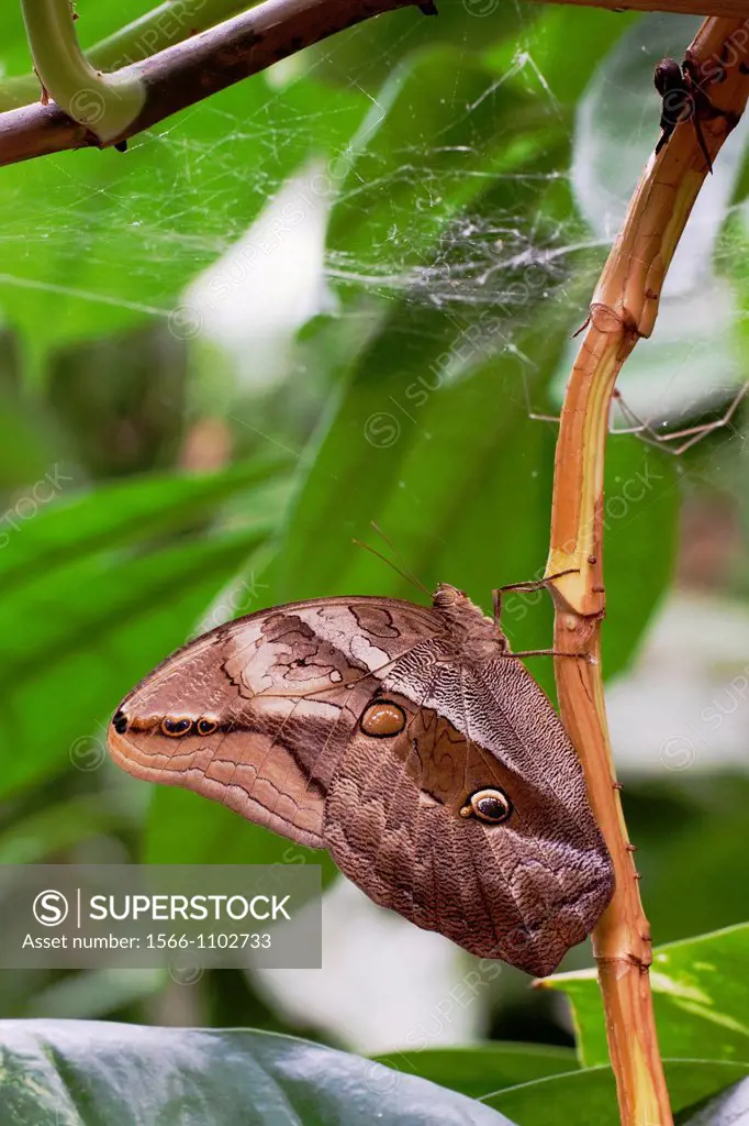 Purple Mort Bleu Eryphanis polyxena resting on plant with closed wings under a spider web