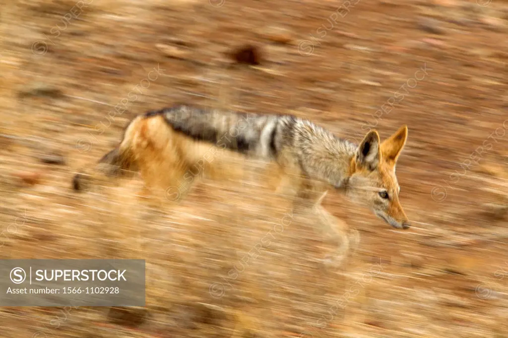 Black-backed Jackal Canis mesomelas, Kruger Natiopnal Park, South Africa
