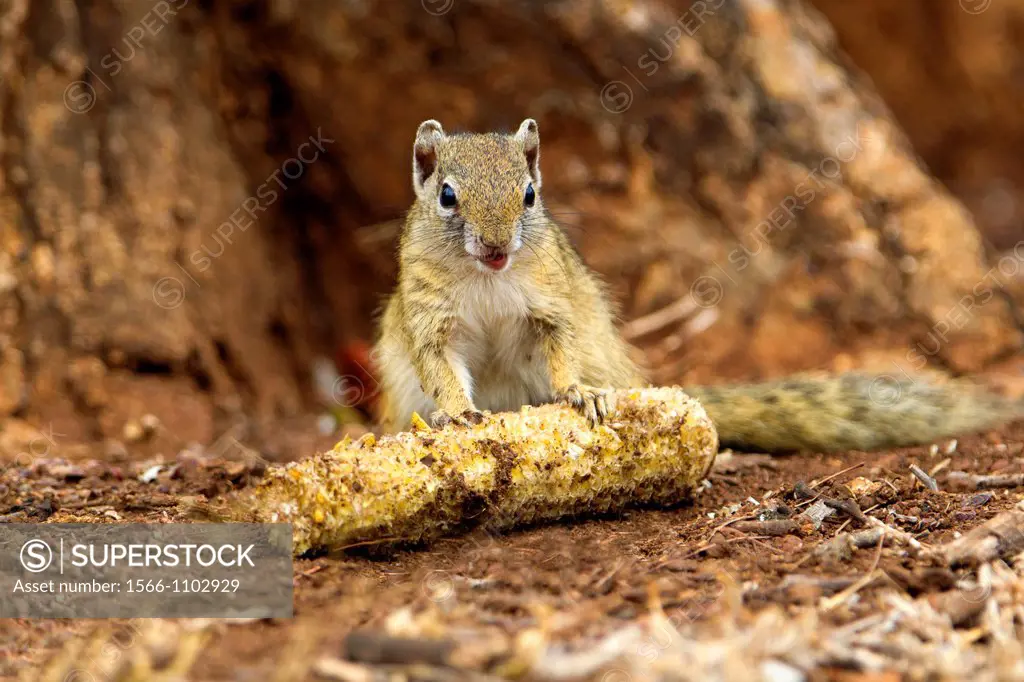 Tree Squirrel Paraxerus cepapi, Kruger National Park, South Africa