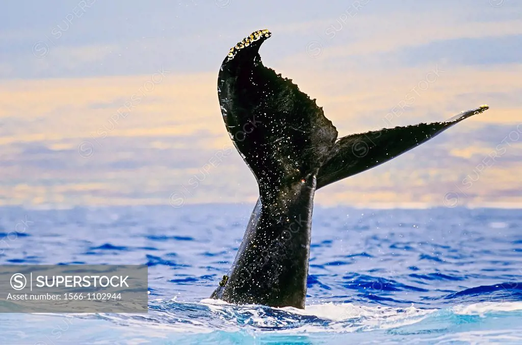 humpback whale, Megaptera novaeangliae, tail slapping or lobtailing, Hawaii, USA, Pacific Ocean