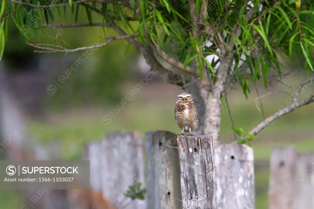Brazil, Mato Grosso, Pantanal area , Ferruginous Pygmy Owl Glaucidium brasilianum
