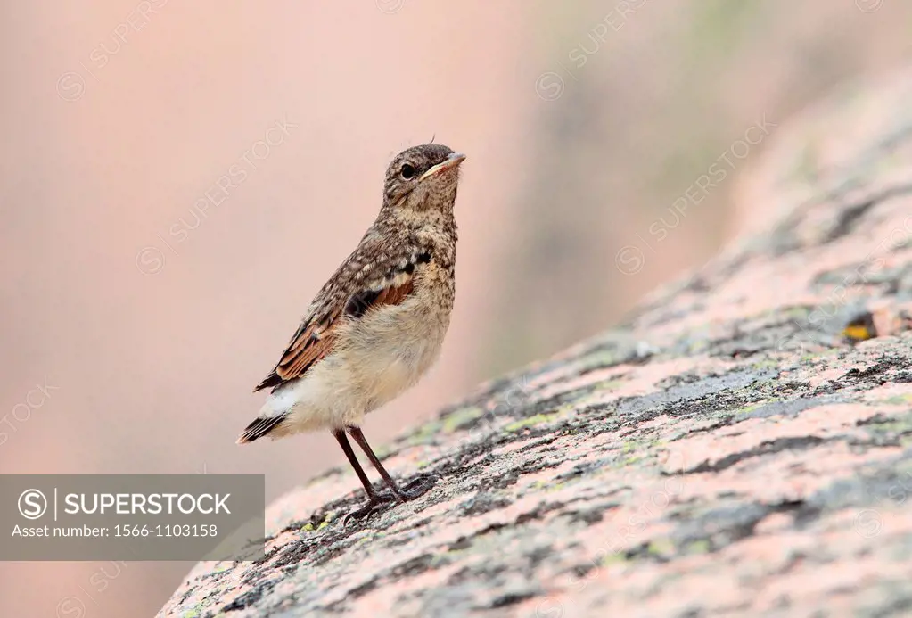 northern wheatear northern wheatear.