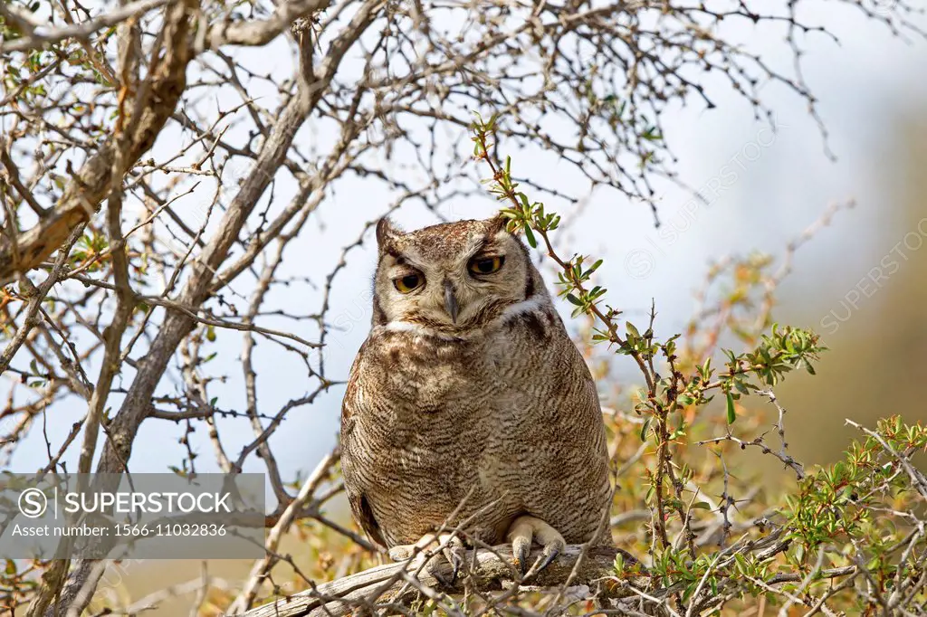 Chile,Patagonia,Magellan Region,Torres del Paine National Park,Lesser Horned Owl or Magellanic Horned Owl (Bubo magellanicus),he was a subspecies of t...