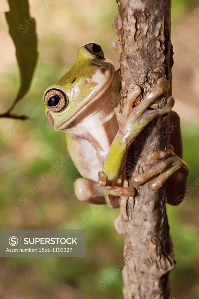 White´s Tree Frog, Litoria caerulea, is native to Australia and New Guinea, with introduced populations in New Zealand and USA