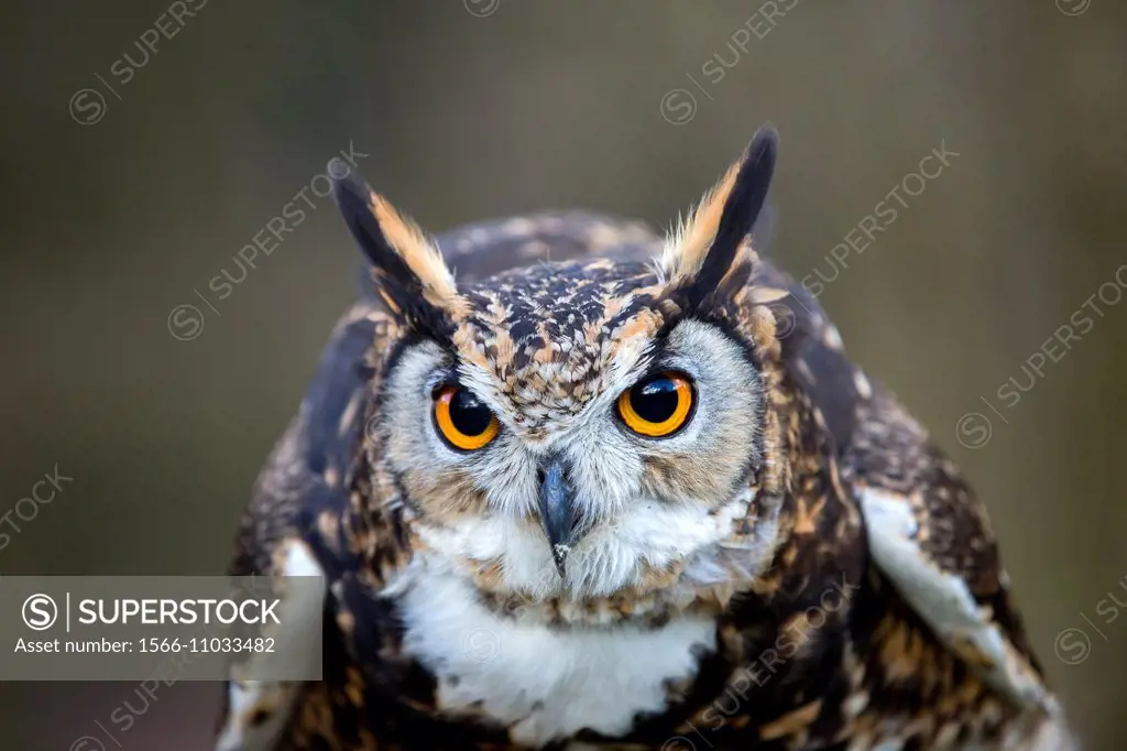 France,Loiret,Sologne,Cape Eagle-Owl (Bubo capensis).