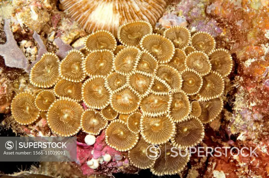 A group of Zoanthids, Protopalythoa sp. Uepi, Solomon Islands. Solomon Sea, Pacific Ocean.