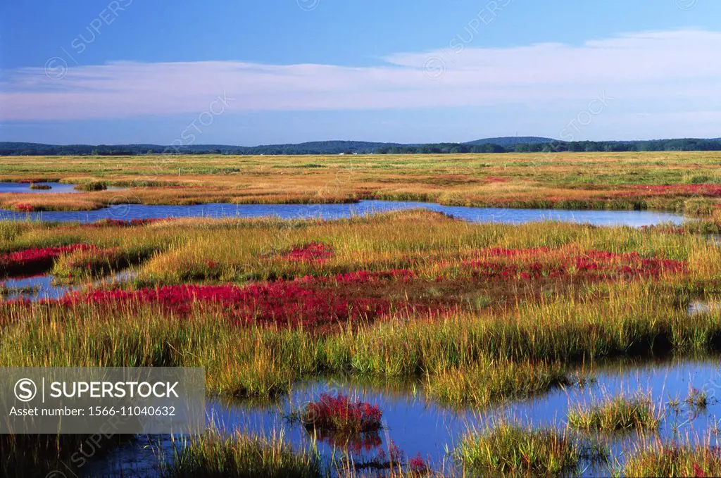 Cranberry marsh, Parker River National Wildlife Refuge, Massachusetts.