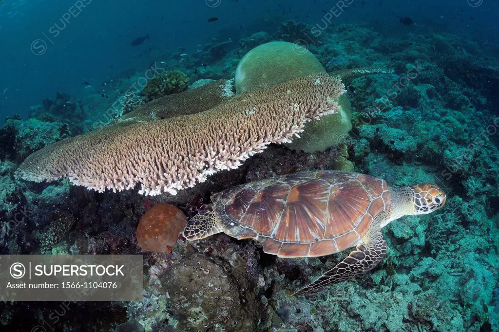 Coral and turtle in Sipadan, Borneo, Malaysia